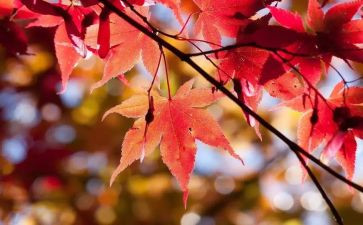 幼儿园大大班10月份工作计划8篇
