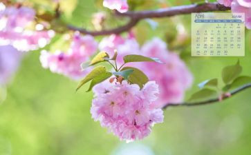 幼儿园中班4月份工作总结8篇