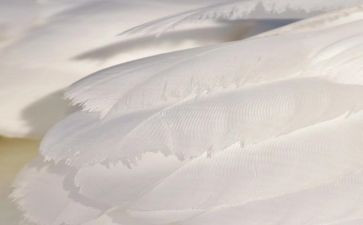 白色污染的调研报告8篇