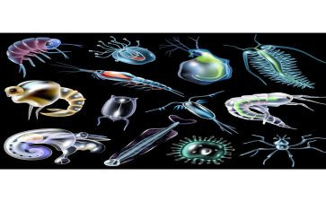 生物教师上学期工作计划5篇