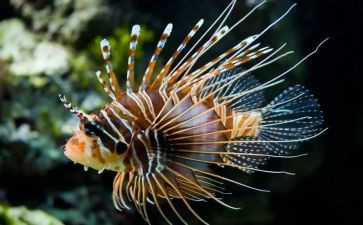 生物教案模板6篇