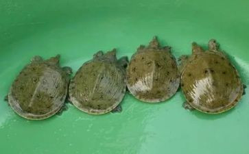 鳖与主人的读后感5篇