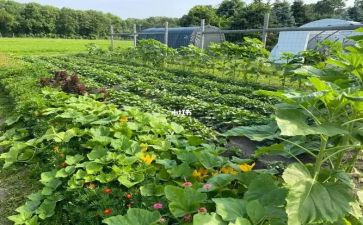 菜花女读后感7篇