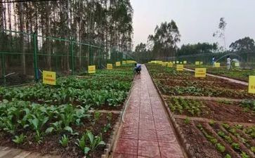 蔬菜贵涨调查报告7篇