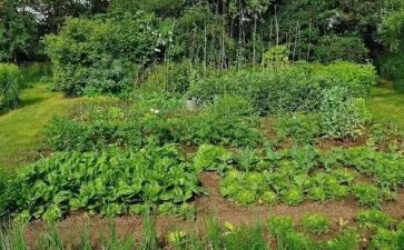 蔬菜汁教案优质5篇