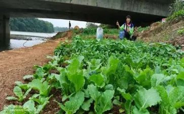 蔬菜汁教案8篇