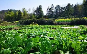 我爱吃菜教案7篇