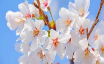 关于采花的作文5篇