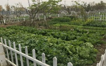 秋天的菜园作文6篇