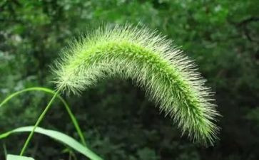 《草房子》读后感450字8篇