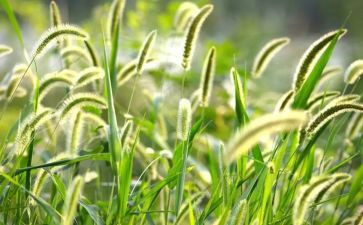 蒙草公司心得体会通用6篇
