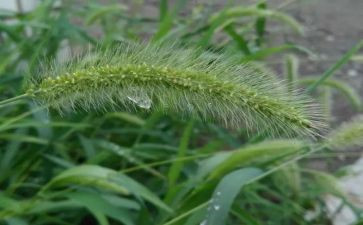 独草莓读后感5篇