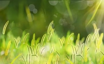 游大草原的作文模板6篇