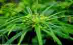 红色羊齿草的读后感7篇