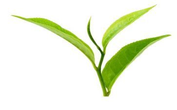 茶与我的生活心得体会8篇