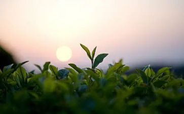 茶叶店活动方案7篇