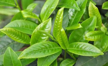 学茶艺的心得最新5篇