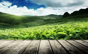 不是茶读后感精选7篇