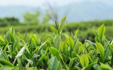 藏茶企业述职报告7篇