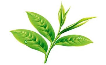 幼儿园小班茶的教案精选7篇