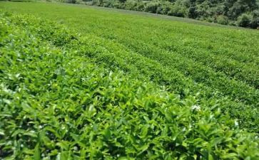 学茶艺的心得5篇