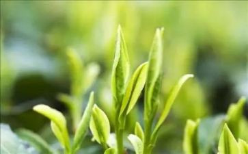 不是茶读后感8篇