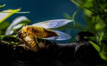 蝉与萤读后感优秀6篇