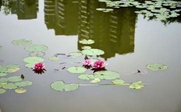 小池塘作文6篇