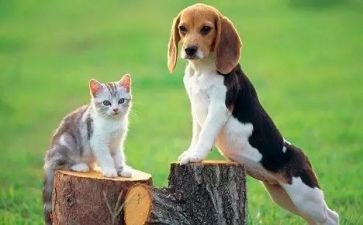 养宠物猫作文通用5篇