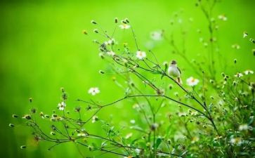 春节的作文600字通用6篇