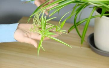 养吊兰的作文参考5篇