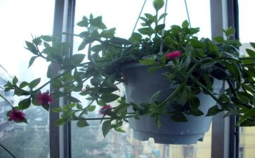 养吊兰的作文精选7篇