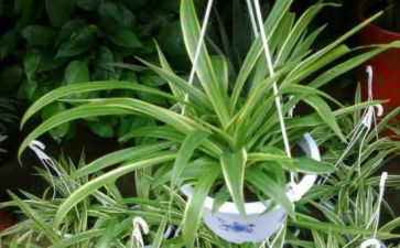 养吊兰的作文推荐8篇