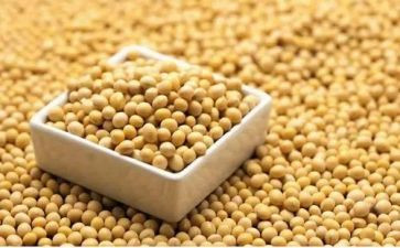 挑豆子教案8篇