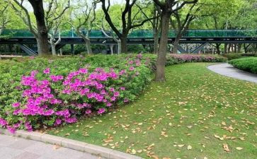 红杜鹃作文精选5篇
