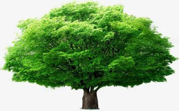 2022年七年级美术教学计划5篇