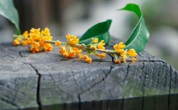 桂花酿作文模板7篇