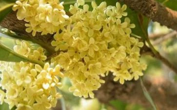 学校的桂花树作文优质5篇