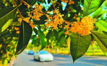 摇桂花心得体会5篇