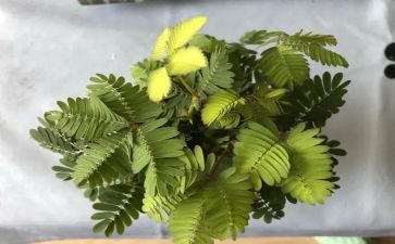 中医月工作计划模板8篇