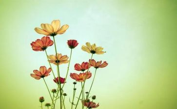 花乐园作文优质8篇