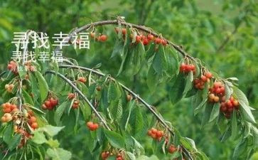 三年级上语文个人工作总结5篇