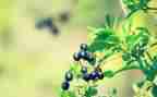 小学推广普通话宣传周活动方案6篇