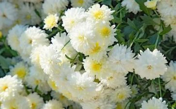 清明节祭奠烈士演讲稿7篇