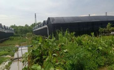 《景阳冈》的教学反思6篇