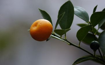 剥桔子小班教案6篇