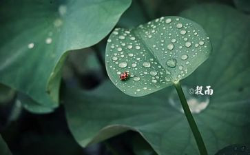 24节气的教案最新5篇