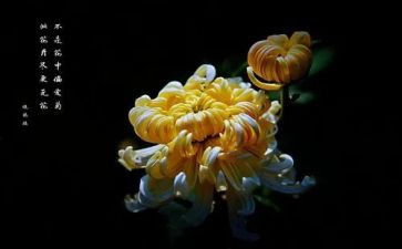 菊花小作文参考7篇