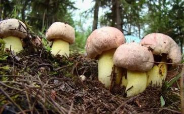 七上语文教学计划优质8篇