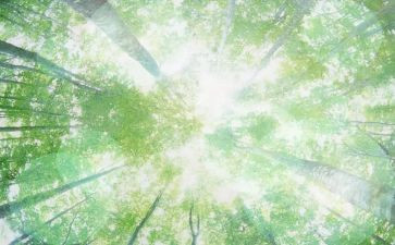 2年级下册科学教学计划7篇